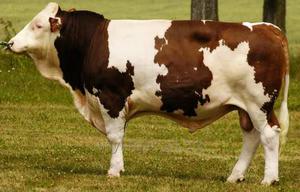 Бык симментальской породы 
