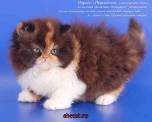 Сколько лет живут кошки: средняя продолжительность жизни