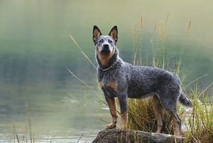 Австралийский хилер: порода, характер и уход за пастушьей собакой