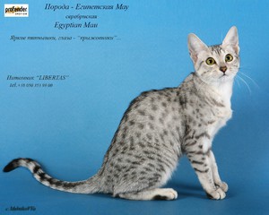 Кошка породы египетская мау 