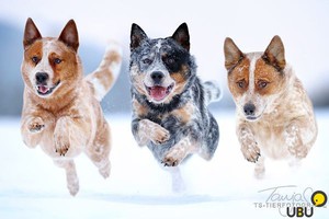 Три кеттл-дога бегут по снегу