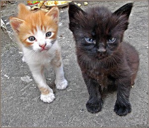 Дворовые котята