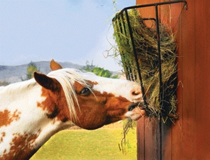 Корма для лошадей