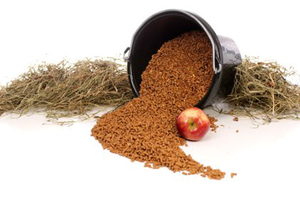 Чем кормить лошадь: правильный рацион и обзор кормов