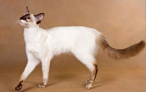 Гипоаллергенные породы кошек: топ-10 для аллергиков