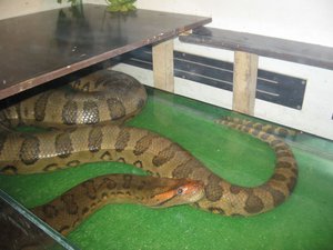 Опасные змеи 