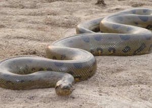 Самые большие змеи питоны