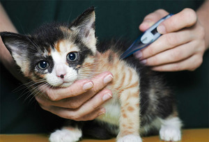 Нормальная температура у кошек: какая она и как измерить?