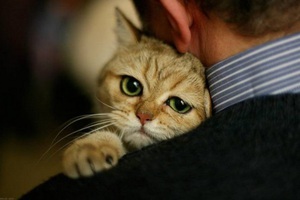 Нормальная температура и болезни кошек