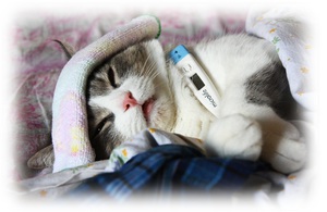 Нормальная температура у котят несколько выше, чем у взрослых животных