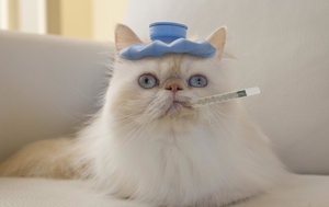 Температура тела у кошки - как правильно измерять