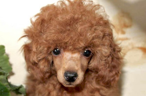 Той-пудель: плюсы и минусы породы, особенности ухода