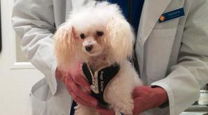 Той-пудель здоровье