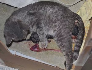 Как принимать роды у кошки дома: первые признаки и помощь