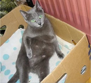  Как принимать роды у кошки дома