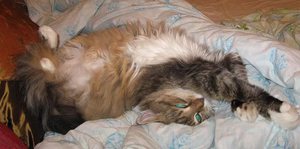 Сколько могут длиться роды у кошки