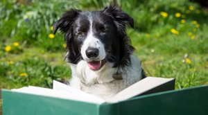 Топ-10 самых умных пород собак по интеллекту в 2025 году