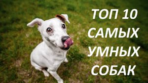 Рейтинг собак по интеллекту