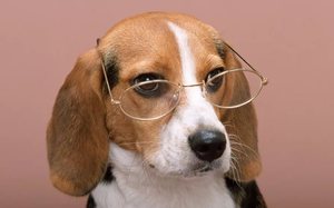 Собака с высоким уровнем интеллекта