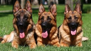 Собака с высоким уровнем интеллекта