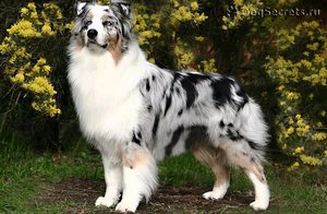 Собака самым с высоким уровнем интеллекта