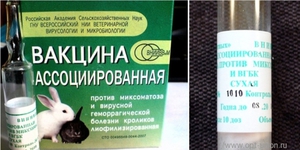 Какие прививки делать кроликам и когда 