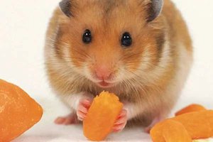 Сколько живут хомяки дома: средняя продолжительность жизни