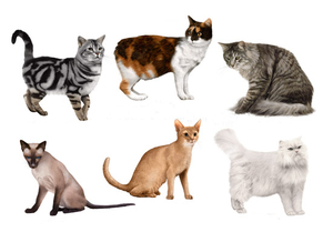 Как определить породу кошки дома: простой гид для владельцев