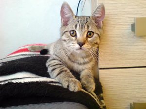 Классификация пород кошек