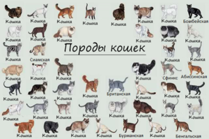 Как узнать породу кошки
