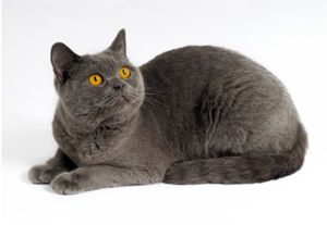 Особенности породистых котят