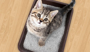 Кошачий лоток с высокими бортиками: виды и выбор