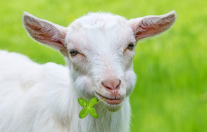 Трава для козы