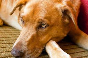 Симптомы глистов у собаки: как распознать заражение вовремя