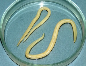 Черви у собак