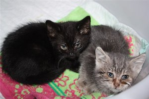 Чем лечить чумку