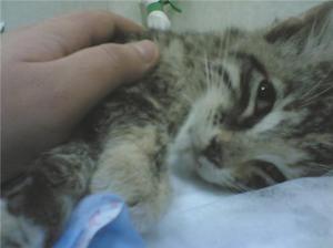 Причины чумки заболеваний