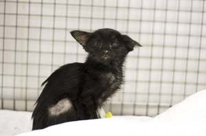 Форма заболевания