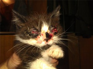 Как помочь кошке при заболевания