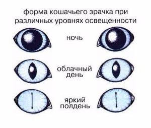 Особенности зрения у кошки