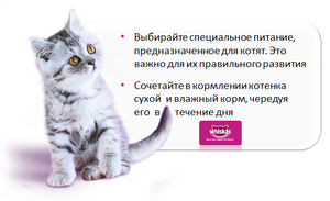Как правильно кормить кошек