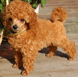 Карликовый и той пудель: описание пород, уход и особенности