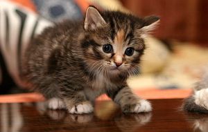 Котята-уход