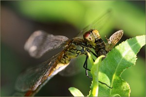 Стрекоза: образ жизни, питание, сон и продолжительность жизни