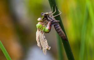 Как и чем питается стрекоза