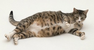 Сколько длится беременность у кошки: сроки вынашивания котят