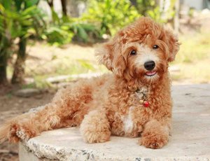 Рост и вес пуделя