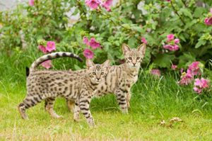 Описание диких кошек