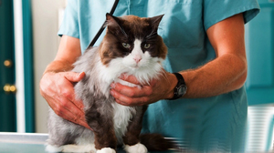 Правильный  уход за кошкой