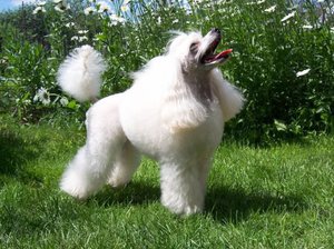 Уход за шерстью пуделя